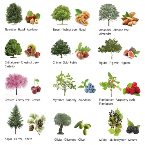 Rouleau de gommettes Arbres 360 unités - Apli