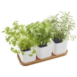 Pot &agrave; herbes aromatiques EDEN, set de 3, blanc - Orthex 