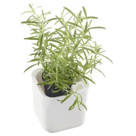 Pot &agrave; herbes aromatiques EDEN, largeur: 120 mm, blanc - Orthex 