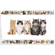 HERMA Sous-main 'Chats', (L)550 x (H)350 mm