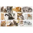 HERMA Sous-main 'Chats', (L)550 x (H)350 mm