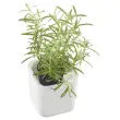 Pot à herbes aromatiques EDEN, largeur: 120 mm, blanc - Orthex