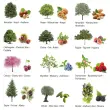 Rouleau de gommettes Arbres 360 unités - Apli