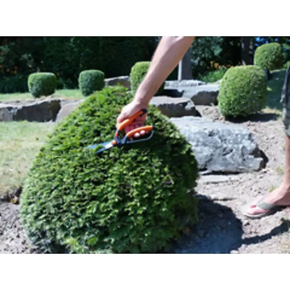 Cisaille &agrave; buis, petit, longueur : 260 mm - Garten Primus 