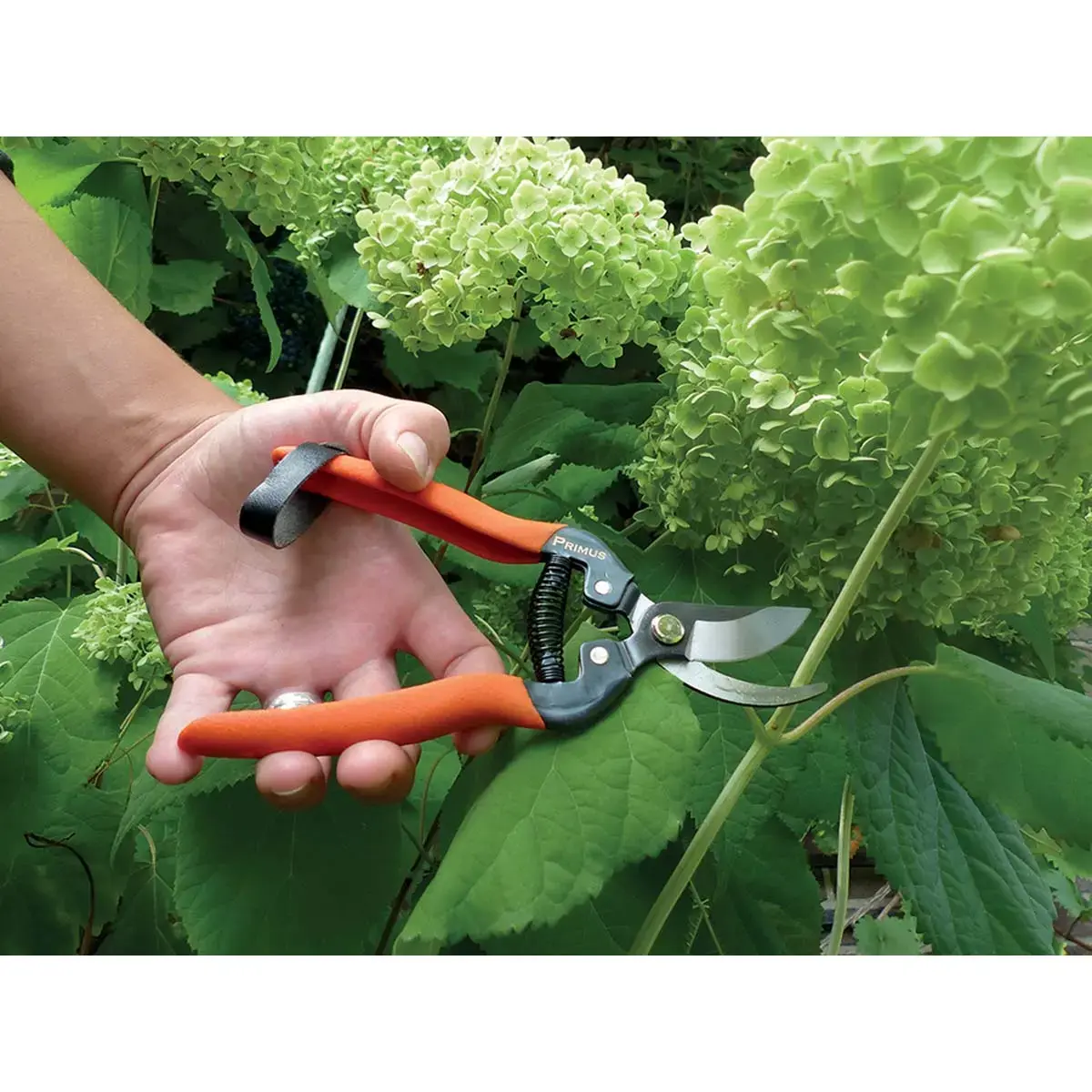 S&eacute;cateur de jardin 'S&eacute;cateur sp&eacute;cial rosier' - Garten Primus 