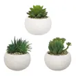 3 kunstmatige vetplanten