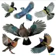 Raamvogels - folie - bestendig tegen - Herma