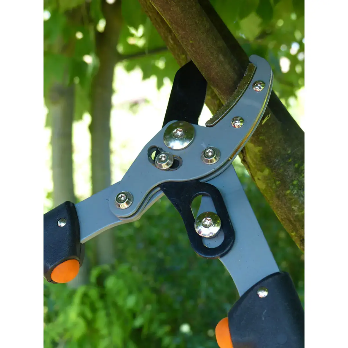 Takkenscharen voor dames, lengte: 470 mm - Garten Primus 
