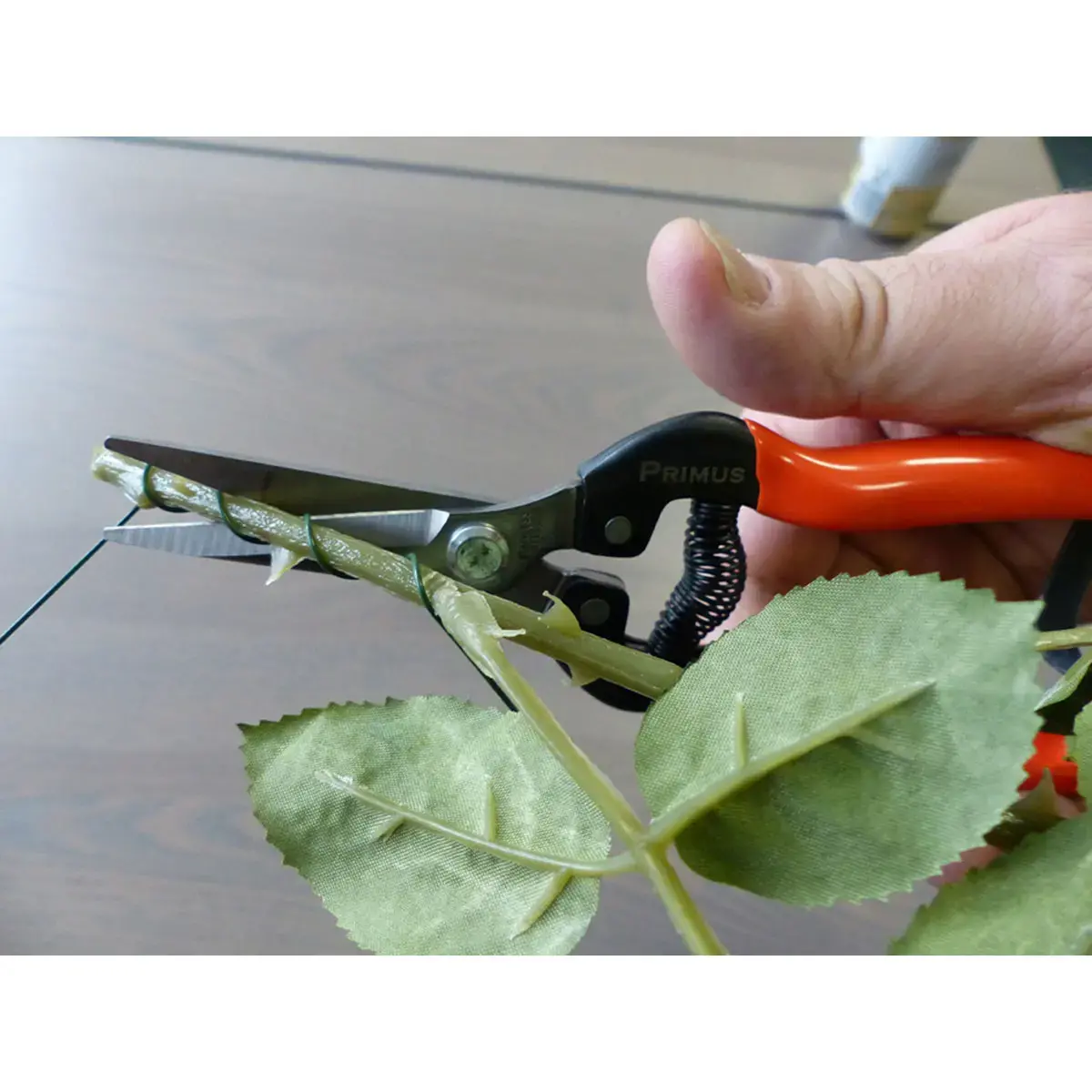 Tuinscharen 'Magische Scharen' - Garten Primus