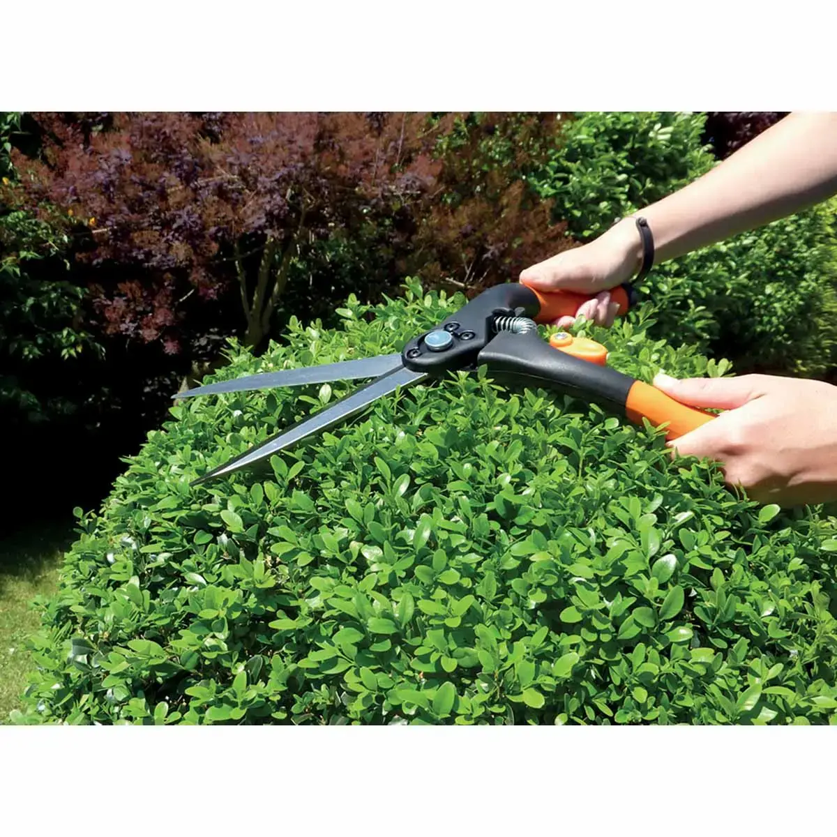 Buxusschaar, groot, lengte: 435 mm - Garten Primus 