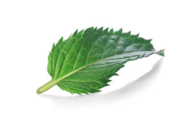 produits verts bureau